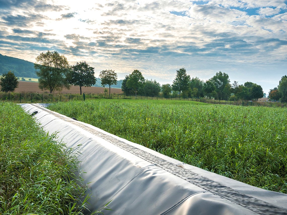 Schilfbeet mit Himmel und Bäumen im Hintergrund