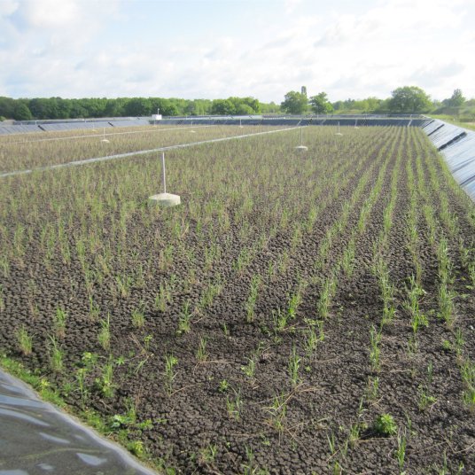 Junge Schilfpflanzen in einem neuen Schilfbeet in Neuruppin