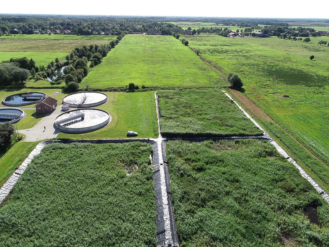 Luftaufnahme von Schilfbeet