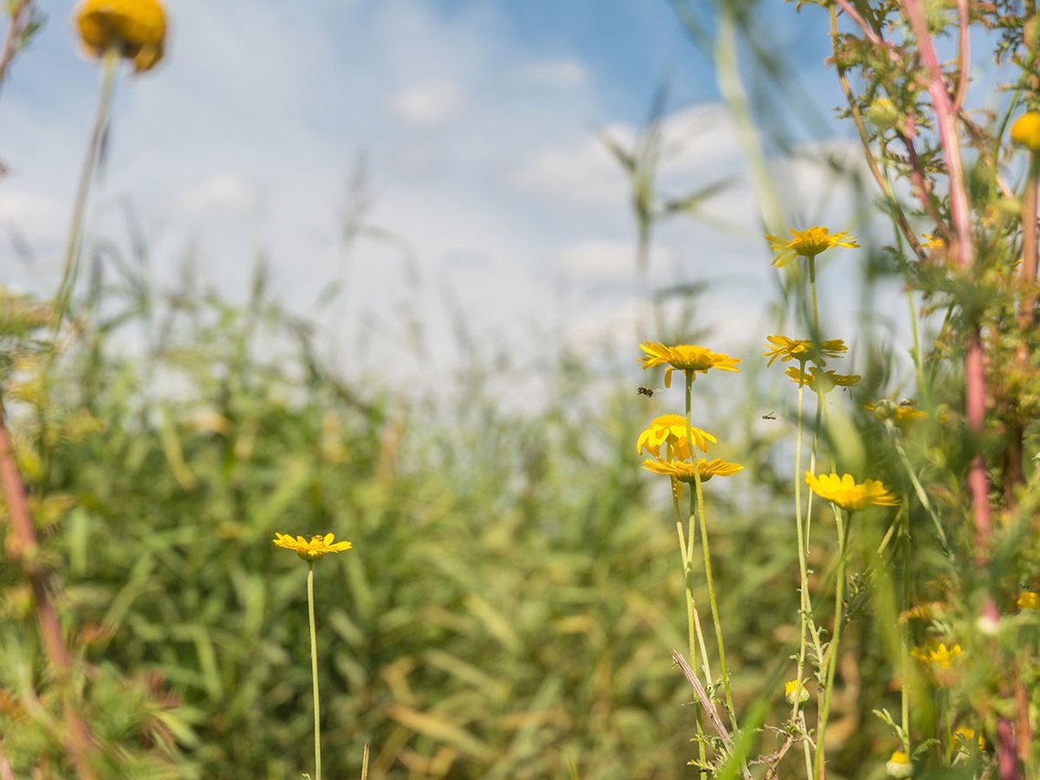 Pflanzen mit Insekten