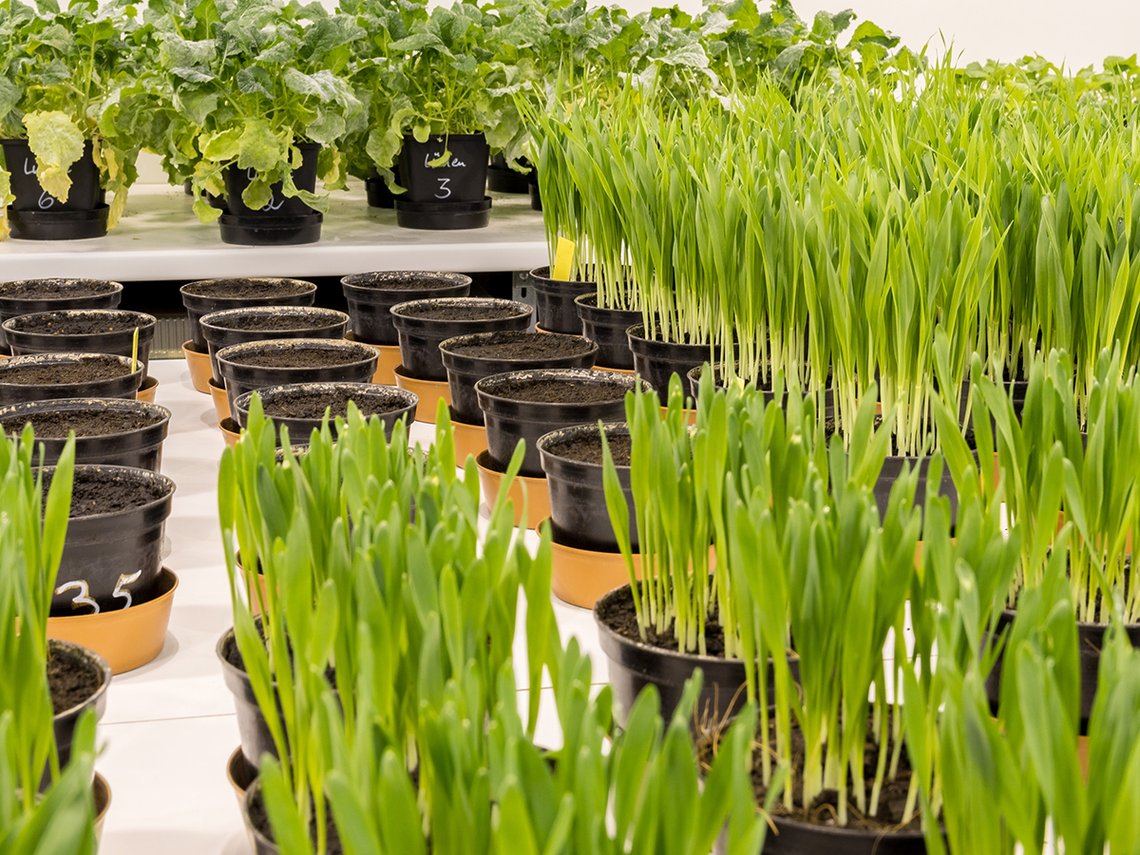 Junge Schiff, pflanzen in plastikblumentöpfen stehen auf einem weißen Tisch