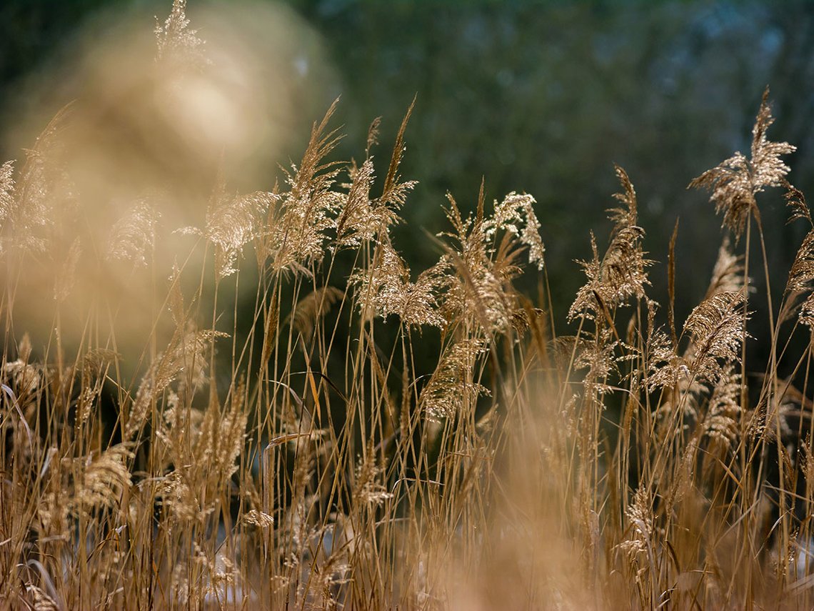 Schilfpflanzen Nahaufnahme