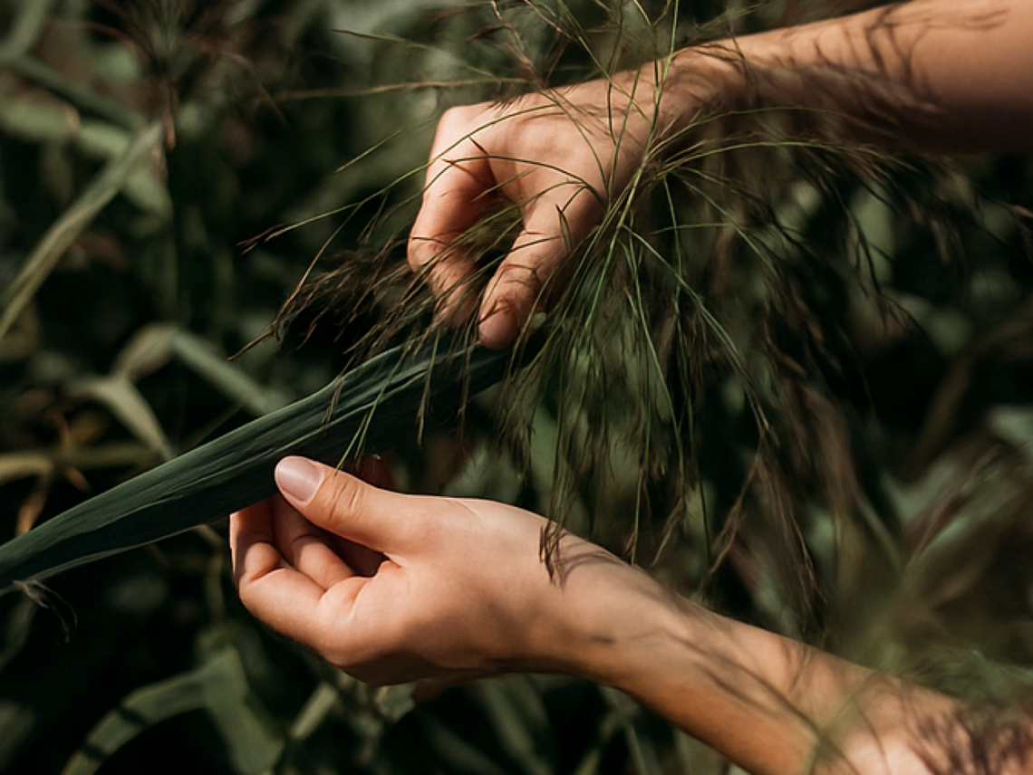 Hände halten Schilf