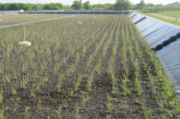 Luftbild Klärschilfanlage Neuruppin