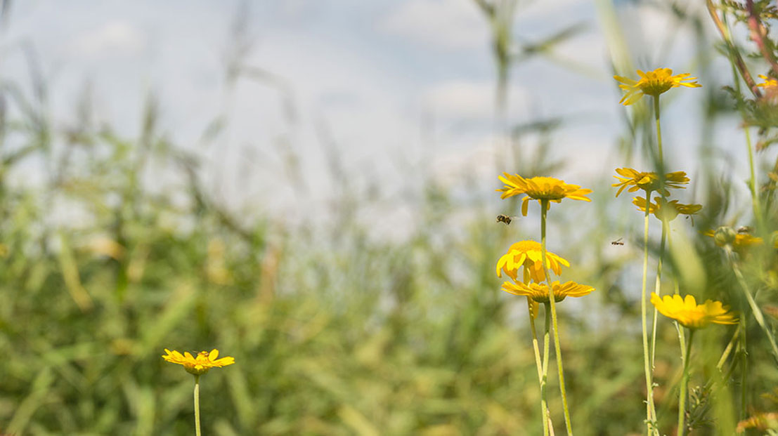 Pflanzen mit Insekten