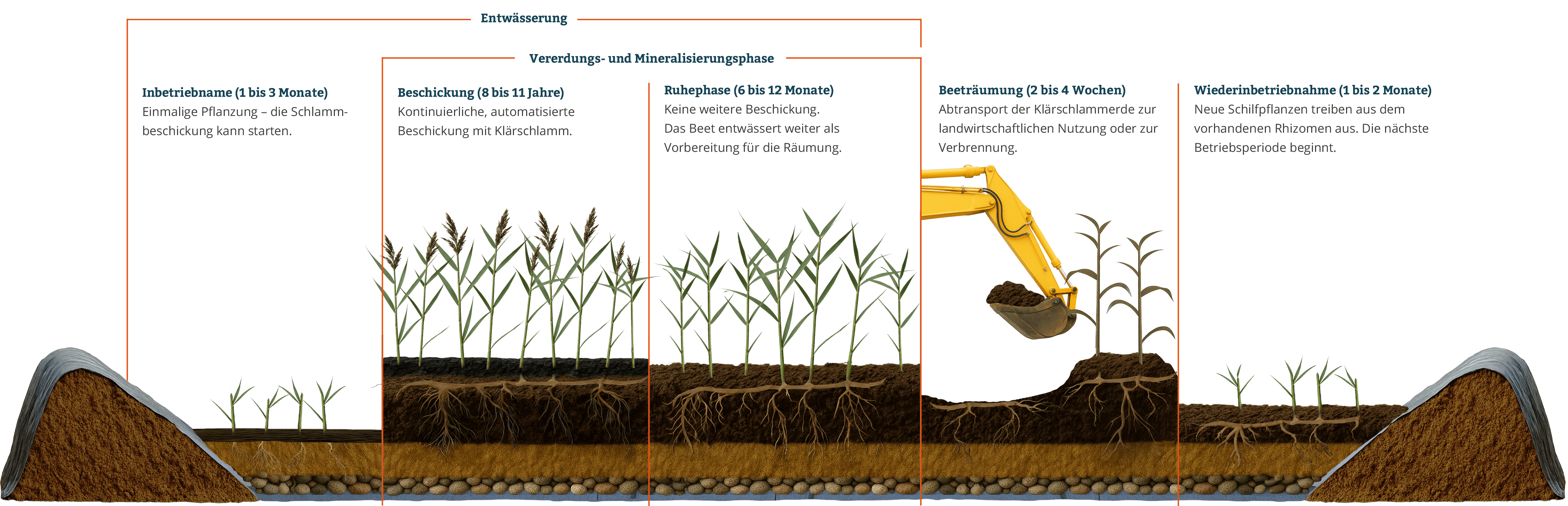 Ein schrittweiser Verfahrensablauf des Klärschilfs mit Phasen wie Inbetriebnahme, Betrieb, Ruhe, Räumung und Wiederinbetriebnahme über einen Zeitraum von 1 bis 12 Jahren.