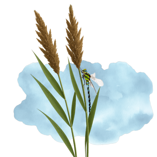 Libelle auf Schilfpflanze vor blauer Wasserfarbe