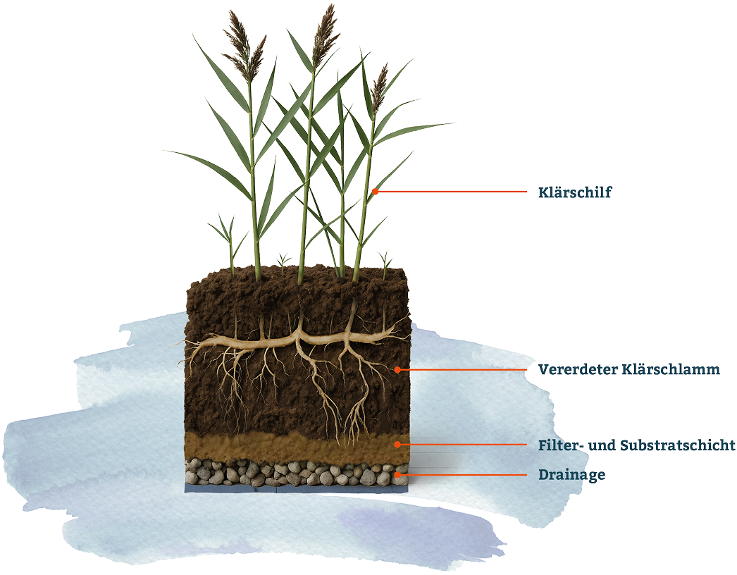 Querschnitt von einem Blog Erde, in dem Schilf wächst. Zu sehen sind Rhizome und die verschiedenen Erdschichten