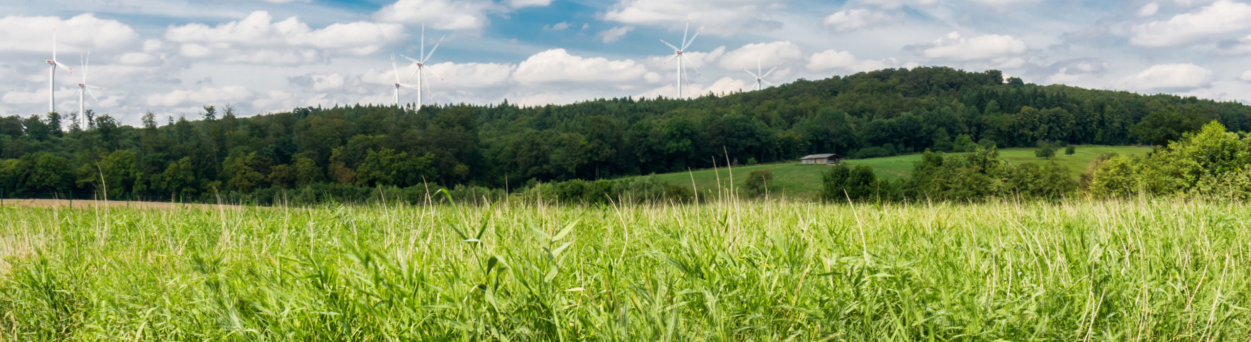 Schilfbeet im Vordergrund vor einem Wald in dem Windräder stehen