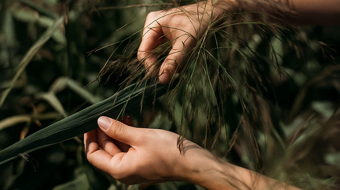 Hände halten Schilfpflanze