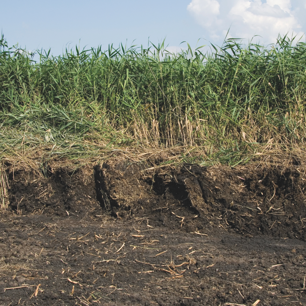 Querschnitt eines Schilfbeetes